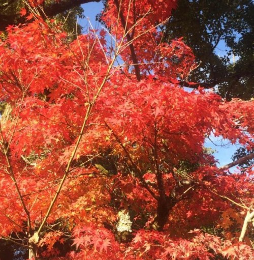 紅葉が綺麗～♪