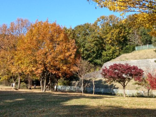 紅葉のお写真が届きました