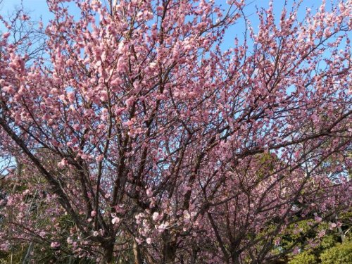 梅の花が咲きましたネ