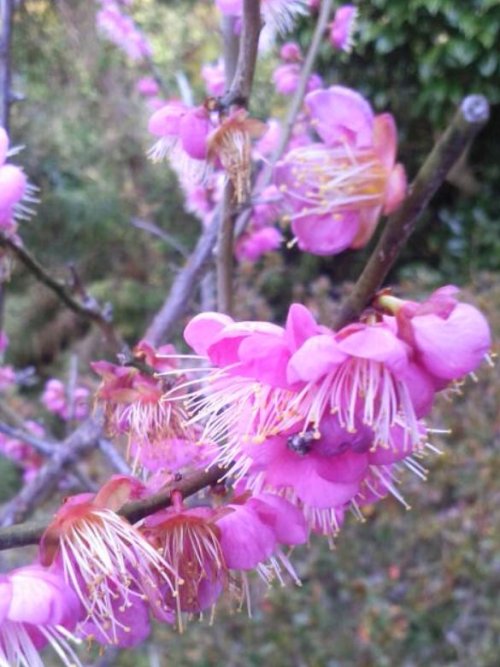 梅の花が咲いたようです