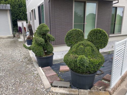 可愛いらしい植木^^